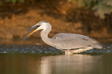 Grey Heron 