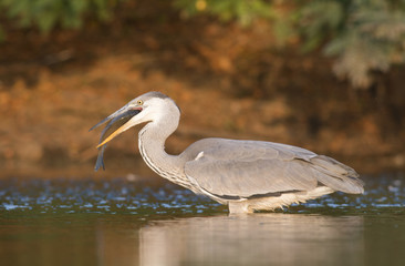 Grey Heron 