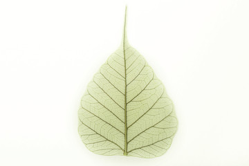 Naklejka na ściany i meble Bo leaf texture, Bodhi leaf