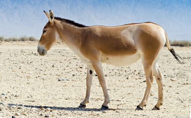 The onager (Equus hemionus) is a brown Asian wild donkey inhabiting nature reserve park near Eilat
