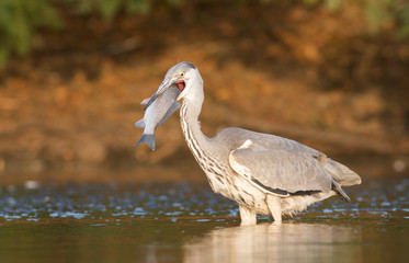 Grey Heron 