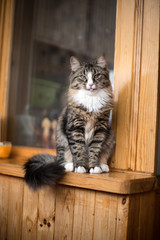 cat sits on the windowsill. Cat sitting on the home window in sunny day.  Cat relaxing on windowsill