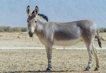 Somali wild donkey (Equus africanus) is the forefather of all domestic asses. This species is extremely rare both in nature and in captivity. 
Nowadays it inhabits nature reserve near Eilat, Israel
