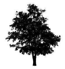 Fototapeta premium Tree silhouette isolated on white background