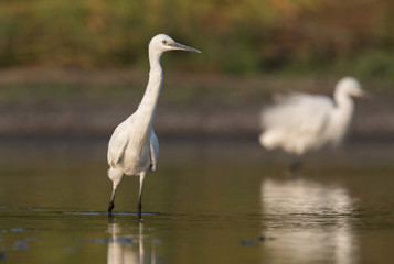 Little Egret