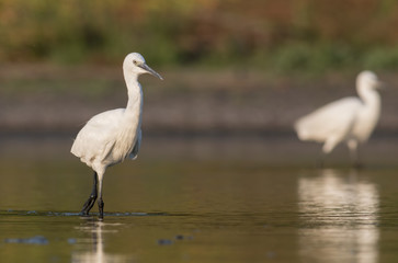 Little Egret