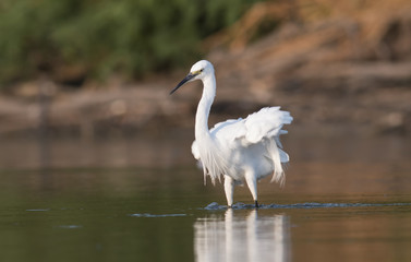 Little Egret