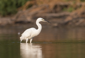 Little Egret