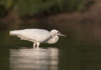 Little Egret