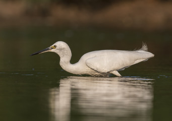 Little Egret