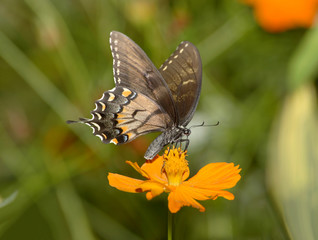 Tiger Swallowtail, Dark Form