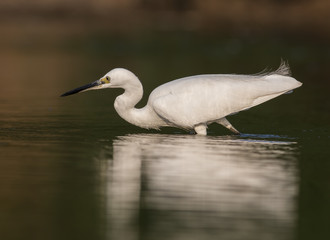Little Egret