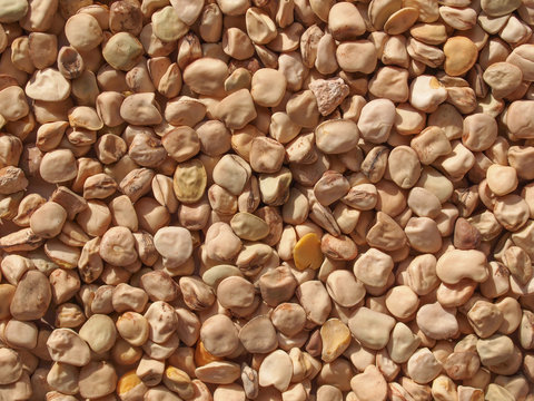 Grass pea aka Cicerchia vegetables