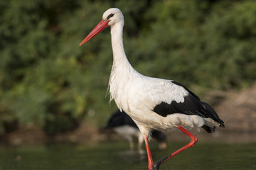 White Stork