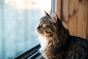 cat looks out the window. Beautiful cat sitting on a windowsill and looking to the window - 119163986