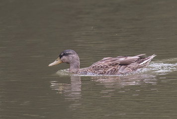 Mallard duck