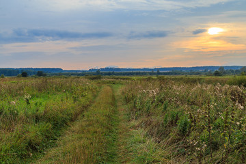 The road in the field on a summer sunset background