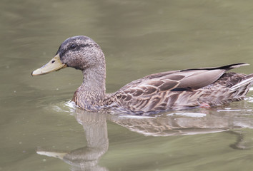 Mallard duck
