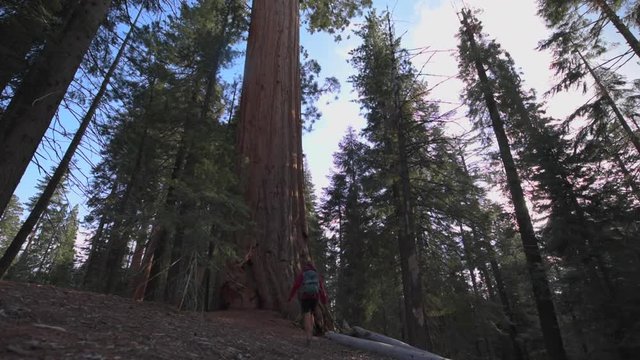 Sequoia National Park, Sierra Nevada, California, USA