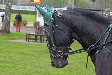 Cheval avant le départ © biarn