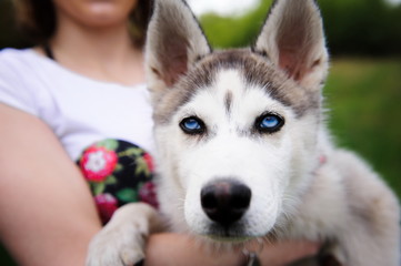 A girl and her dog husky walking in a park