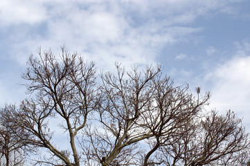 NATUREZA
