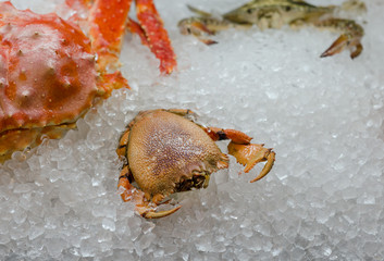 Fresh raw crab on ice