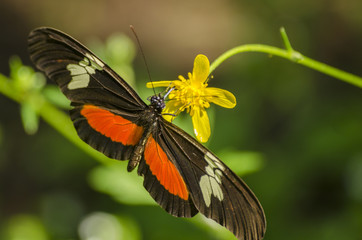 Close up of an orange butterfly on a yellow flower
