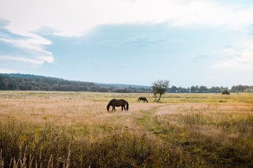 Horses on meadow