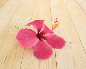 Pink hibiscus flowers on a wooden floor