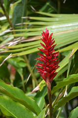 Merlot bromeliad bloom