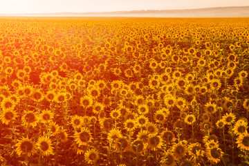 Sunflowers at sunset