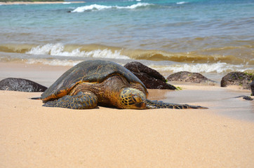green sea turtle (Chelonia mydas)