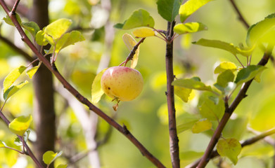 apple on tree in nature