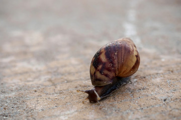 Snail creeping on ground