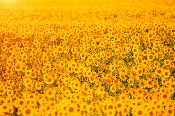 Sunflowers at sunset