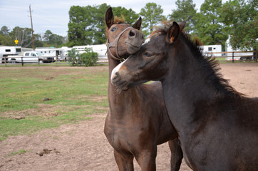 pair of bay colts