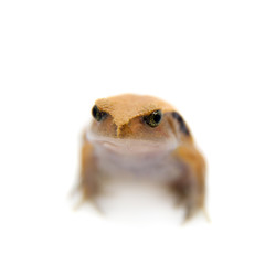 Madagascar tomato Frogling isolated on white