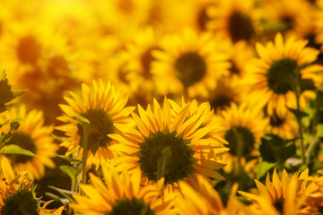 Fototapeta na wymiar Beautiful sunflowers at sunset in the field.
