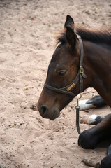 close up bay baby colt