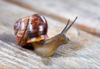 Small snail crawling on an old wooden surface