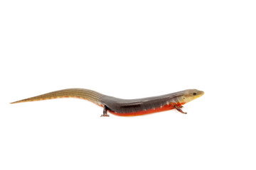 The Brazilian galliwasp on white