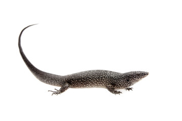 The dotted or malpelo galliwasp on white
