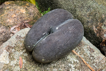 Seychellen - Praslin - Coco de mer in Fond Ferdinand