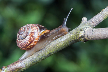 Little garden snail crawling on a branch