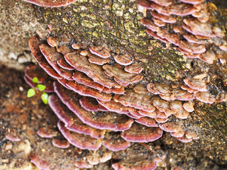pink mushroom on a tree (Gilled polypore (Lenzites betulinus))