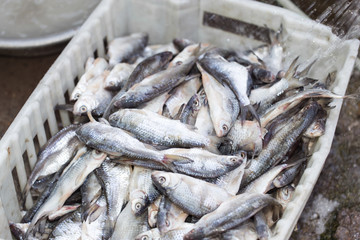 Obraz premium salted fish in brine as background