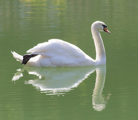 white swan on the lake