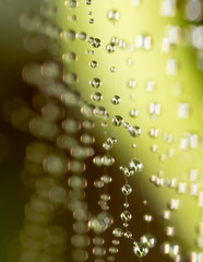 water droplets on a spider web in nature