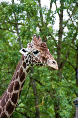 Giraffe - Giraffa camelopardalis